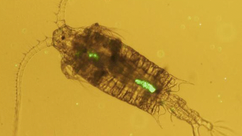 Cole, Matthew, et al. "Microplastic ingestion by zooplankton." Environmental science & technology 47.12 (2013): 6646-6655.http://pubs.acs.org/doi/abs/10.1021/es400663f