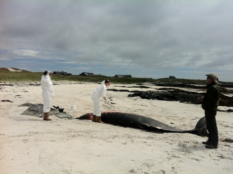 True's beaked whale stranded in Co. Galway, May 2013